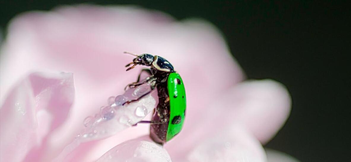 Wil jij een groene bruiloft? Dit is wat je kunt doen