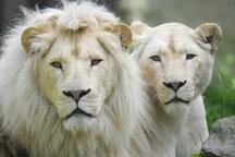 Ouwehands Dierenpark Rhenen