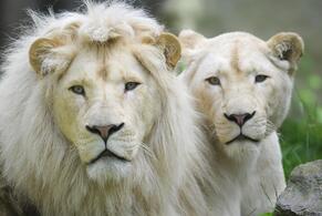 Ouwehands Dierenpark Rhenen
