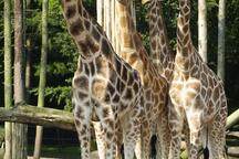 DierenPark Amersfoort