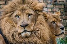 DierenPark Amersfoort
