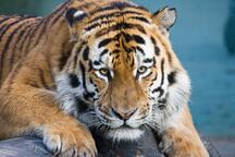 DierenPark Amersfoort